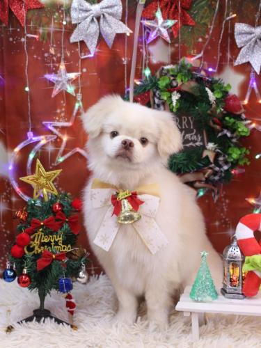 20231209琥珀くん